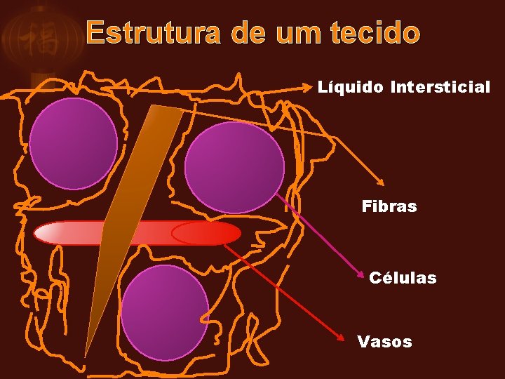 Estrutura de um tecido Líquido Intersticial Fibras Células Vasos 