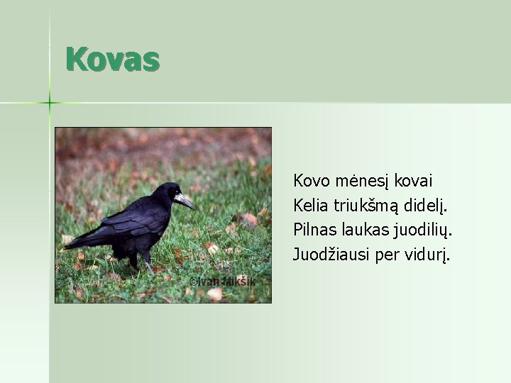 Kovas Kovo mėnesį kovai Kelia triukšmą didelį. Pilnas laukas juodilių. Juodžiausi per vidurį. 