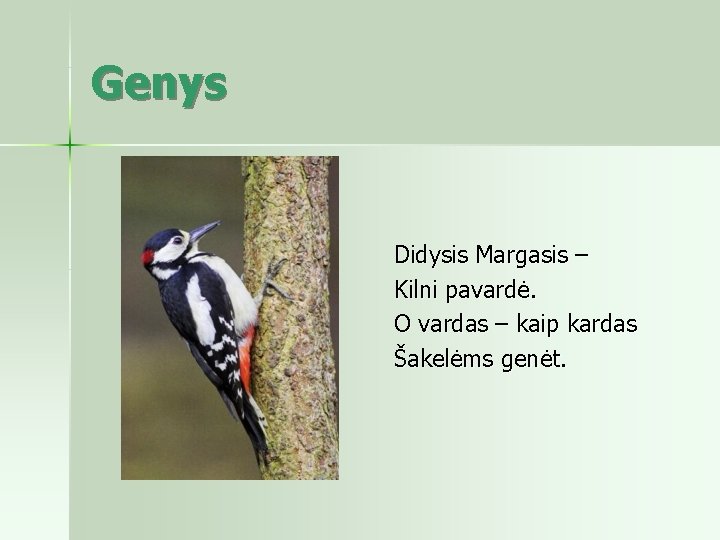 Genys Didysis Margasis – Kilni pavardė. O vardas – kaip kardas Šakelėms genėt. 