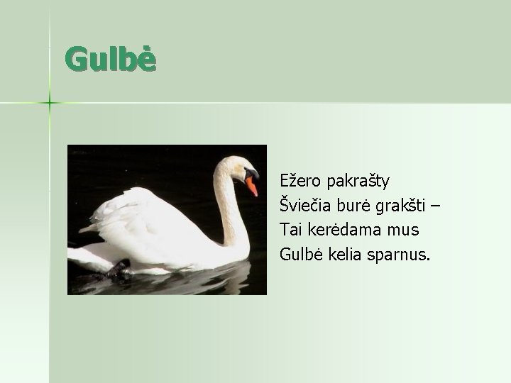 Gulbė Ežero pakrašty Šviečia burė grakšti – Tai kerėdama mus Gulbė kelia sparnus. 