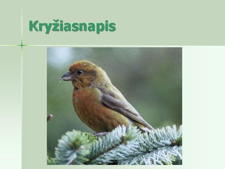 Kryžiasnapis 