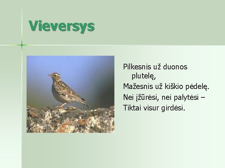 Vieversys Pilkesnis už duonos plutelę, Mažesnis už kiškio pėdelę. Nei įžūrėsi, nei palytėsi –