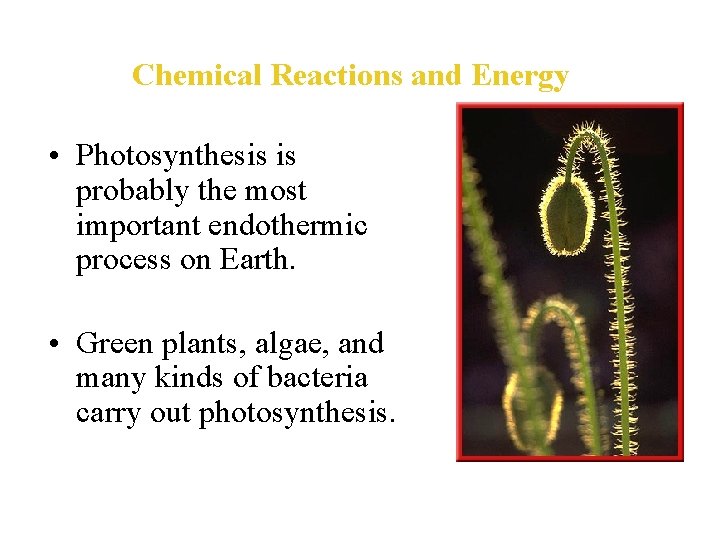 Chemical Reactions and Energy • Photosynthesis is probably the most important endothermic process on