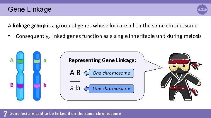 Gene Linkage A linkage group is a group of genes whose loci are all