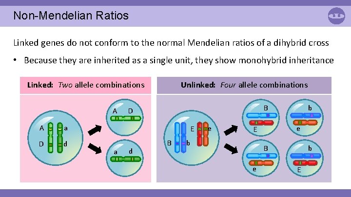 Non-Mendelian Ratios Linked genes do not conform to the normal Mendelian ratios of a