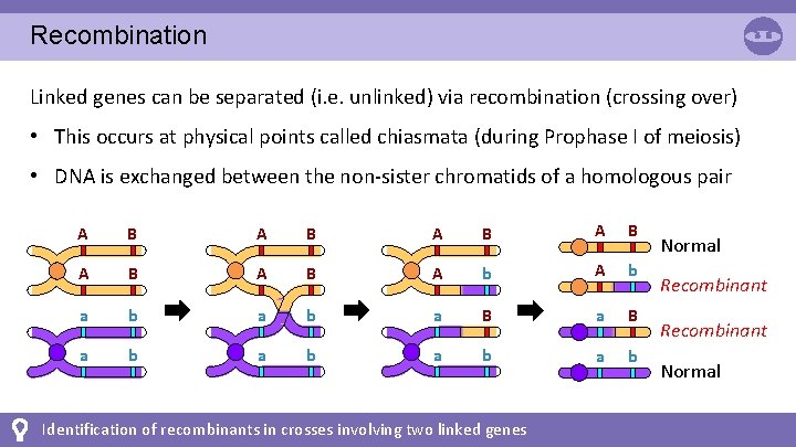 Recombination Linked genes can be separated (i. e. unlinked) via recombination (crossing over) •