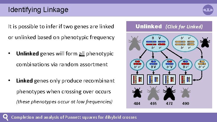 Identifying Linkage It is possible to infer if two genes are linked Unlinked (Click