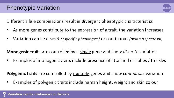 Phenotypic Variation Different allele combinations result in divergent phenotypic characteristics • As more genes
