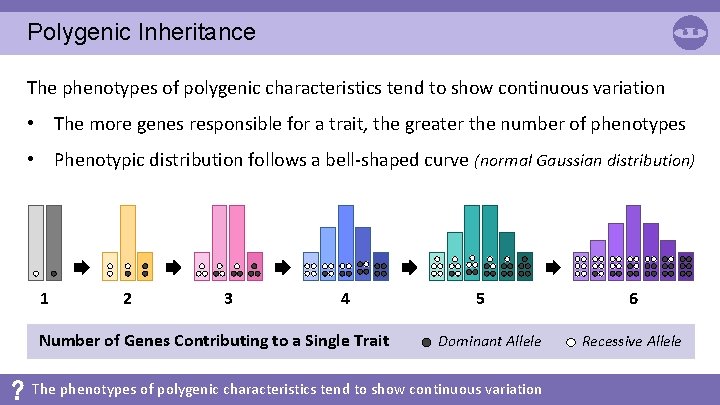 Polygenic Inheritance The phenotypes of polygenic characteristics tend to show continuous variation • The
