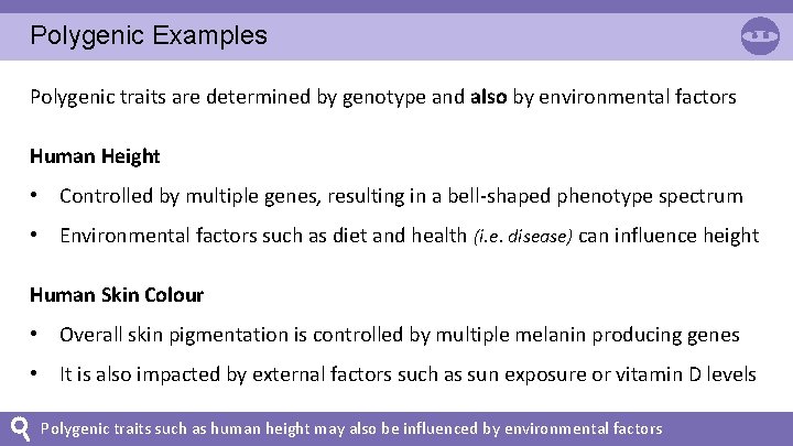 Polygenic Examples Polygenic traits are determined by genotype and also by environmental factors Human