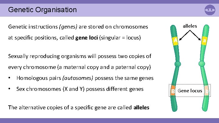 Genetic Organisation alleles Genetic instructions (genes) are stored on chromosomes at specific positions, called