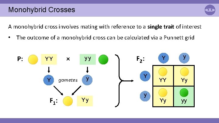 Monohybrid Crosses A monohybrid cross involves mating with reference to a single trait of