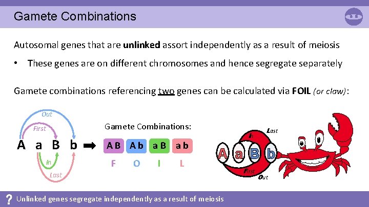 Gamete Combinations Autosomal genes that are unlinked assort independently as a result of meiosis