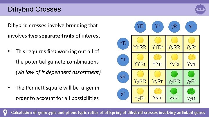 Dihybrid Crosses Dihybrid crosses involve breeding that YR Yr y. R yr YYRR YYRr