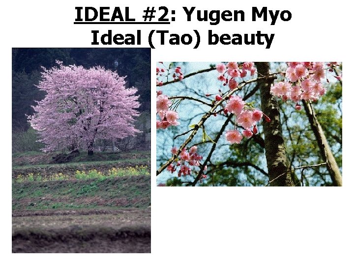 IDEAL #2: Yugen Myo Ideal (Tao) beauty 