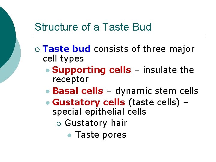 Structure of a Taste Bud ¡ Taste bud consists of three major cell types