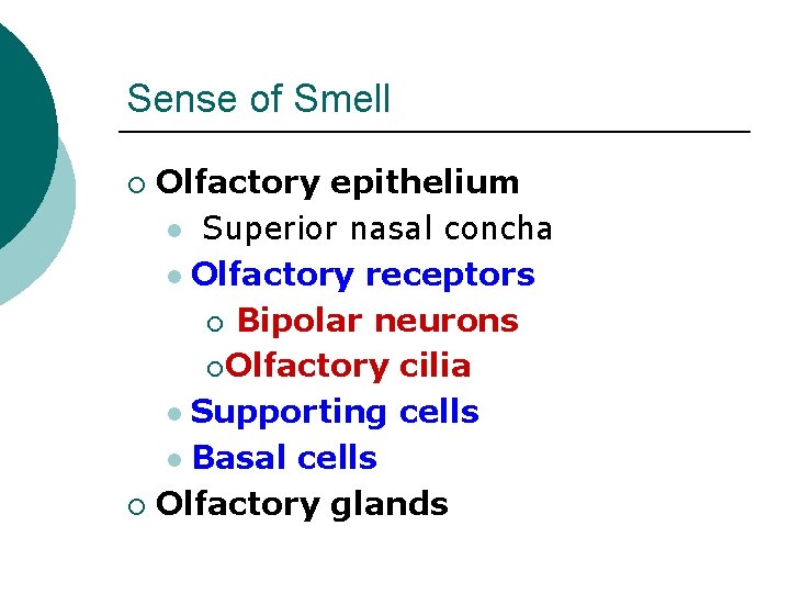 Sense of Smell Olfactory epithelium l Superior nasal concha l Olfactory receptors ¡ Bipolar