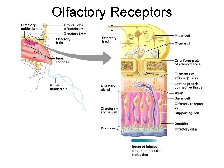 Olfactory Receptors 