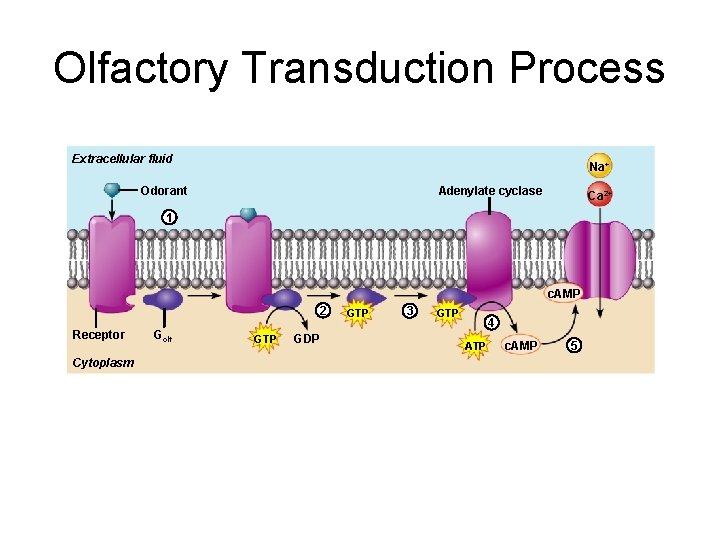 Olfactory Transduction Process Extracellular fluid Na+ Odorant Adenylate cyclase Ca 2+ 1 c. AMP