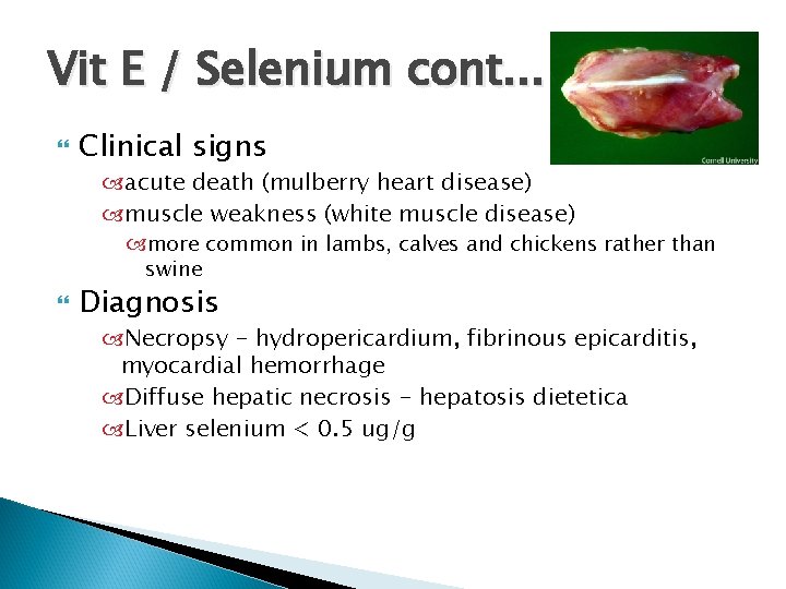 Vit E / Selenium cont. . . Clinical signs acute death (mulberry heart disease)