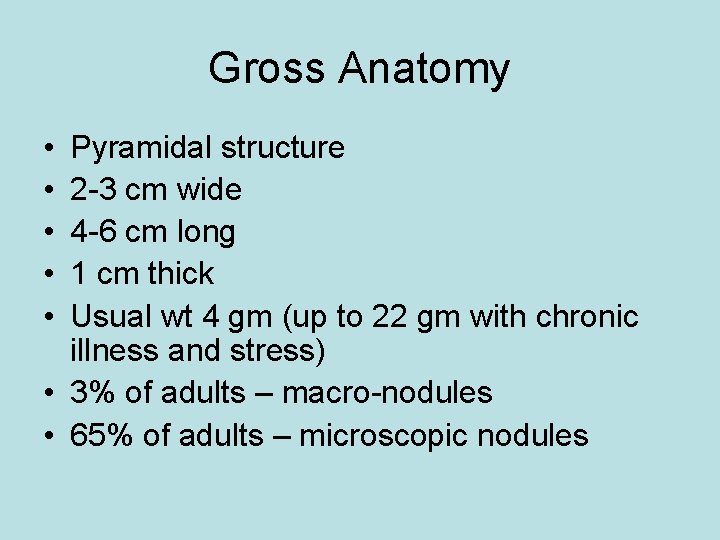 Gross Anatomy • • • Pyramidal structure 2 -3 cm wide 4 -6 cm