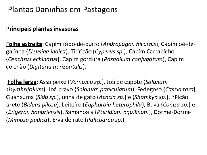 Plantas Daninhas em Pastagens Principais plantas invasoras Folha estreita: Capim rabo-de-burro (Andropogon bicornis), Capim