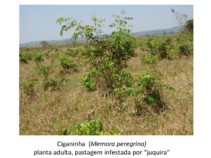 Ciganinha (Memora peregrina) planta adulta, pastagem infestada por “juquira” 