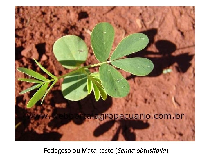 Fedegoso ou Mata pasto (Senna obtusifolia) 