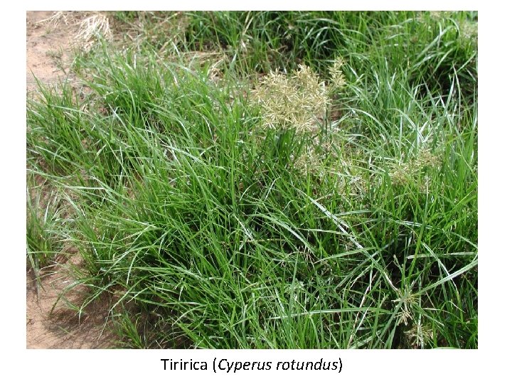 Tiririca (Cyperus rotundus) 