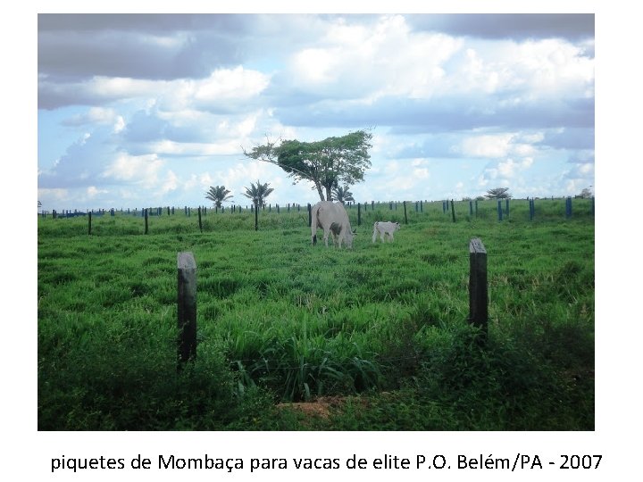 piquetes de Mombaça para vacas de elite P. O. Belém/PA - 2007 