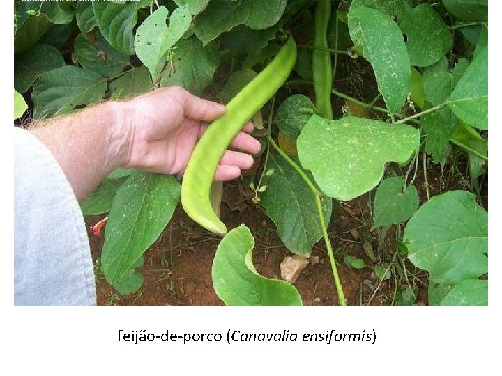 feijão-de-porco (Canavalia ensiformis) 