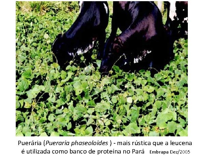 Puerária (Pueraria phaseoloides ) - mais rústica que a leucena é utilizada como banco