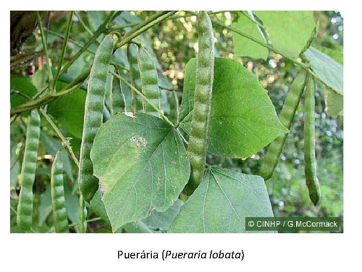 Puerária (Pueraria lobata) 