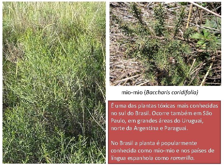 mio-mio (Baccharis coridifolia) É uma das plantas tóxicas mais conhecidas no sul do Brasil.