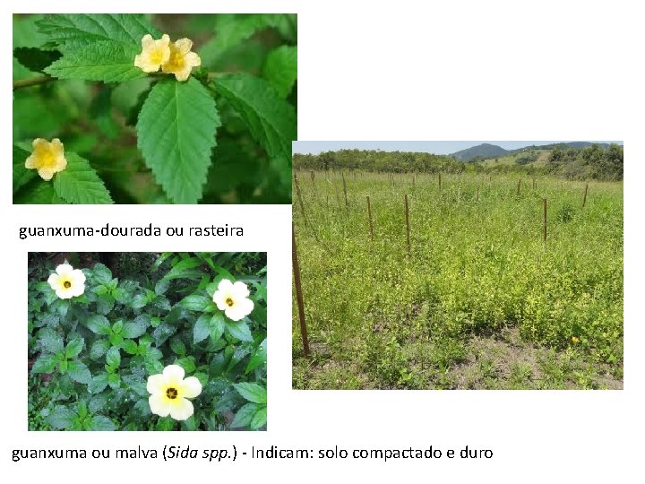 guanxuma-dourada ou rasteira guanxuma ou malva (Sida spp. ) - Indicam: solo compactado e