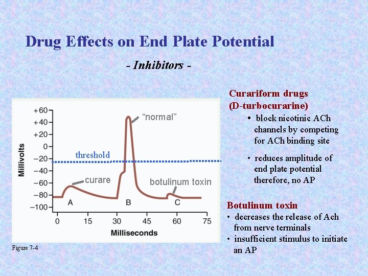 Drug Effects on End Plate Potential - Inhibitors - “normal” Curariform drugs (D-turbocurarine) •