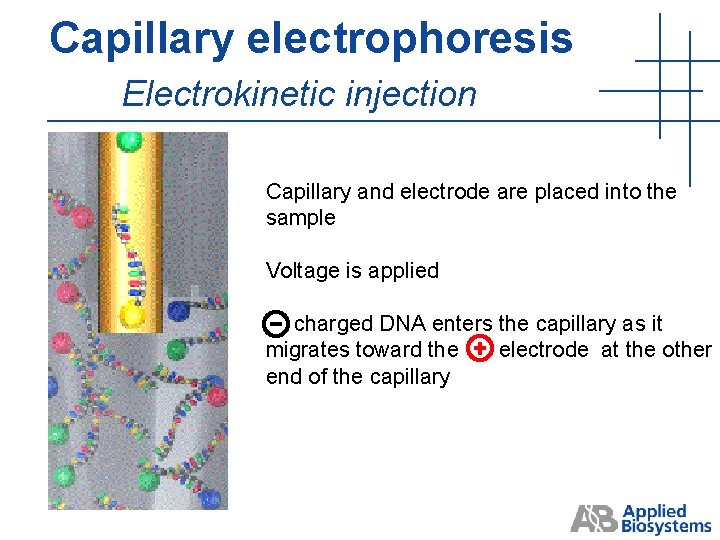 Capillary electrophoresis Electrokinetic injection Capillary and electrode are placed into the sample Voltage is Capillary electrophoresis Electrokinetic injection Capillary and electrode are placed into the sample Voltage is