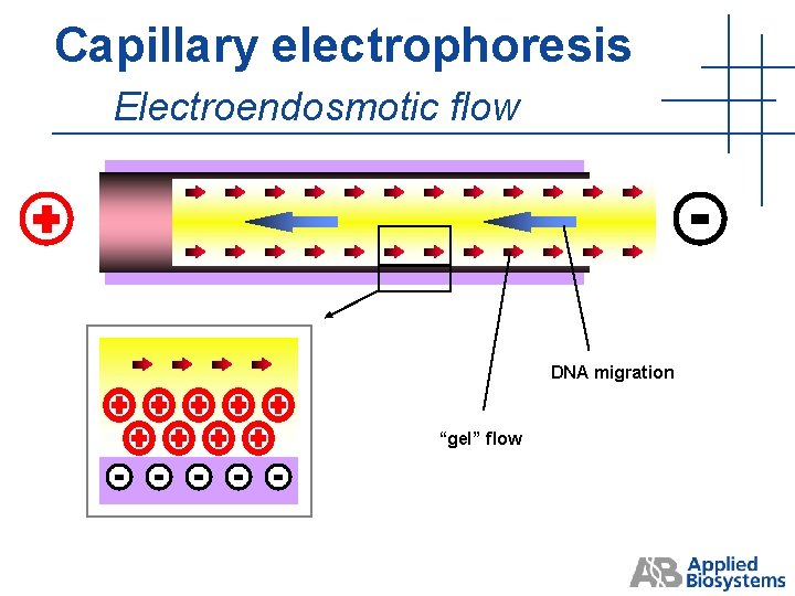 Capillary electrophoresis Electroendosmotic flow DNA migration “gel” flow Capillary electrophoresis Electroendosmotic flow DNA migration “gel” flow