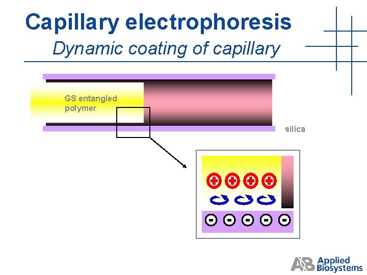 Capillary electrophoresis Dynamic coating of capillary GS entangled polymer silica Capillary electrophoresis Dynamic coating of capillary GS entangled polymer silica
