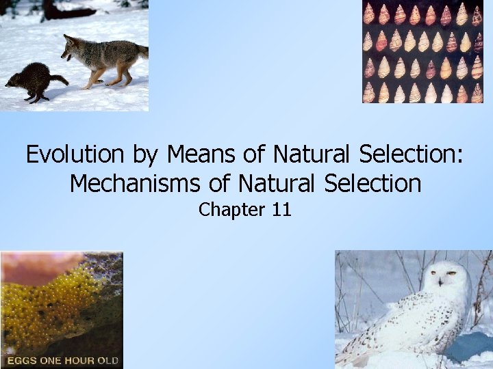 Evolution by Means of Natural Selection: Mechanisms of Natural Selection Chapter 11 