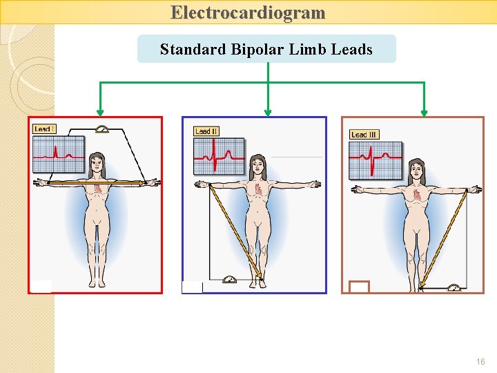 Electrocardiogram Standard Bipolar Limb Leads 16 