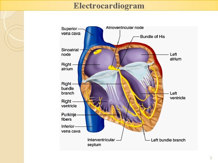 Electrocardiogram 3 