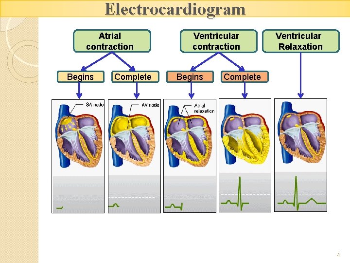 Electrocardiogram Atrial contraction Begins Complete Ventricular contraction Begins Ventricular Relaxation Complete 4 
