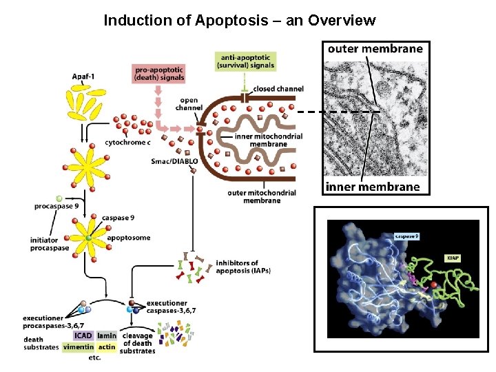 Induction of Apoptosis – an Overview 