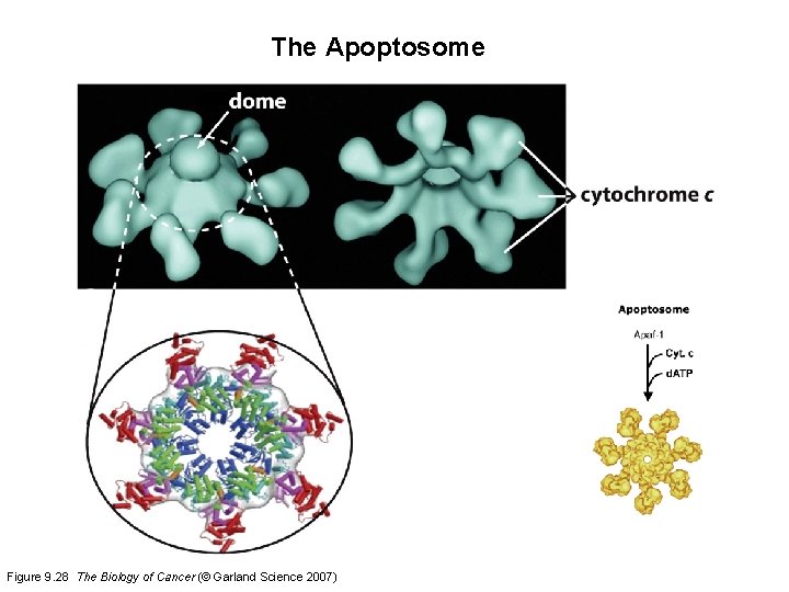 The Apoptosome Figure 9. 28 The Biology of Cancer (© Garland Science 2007) 