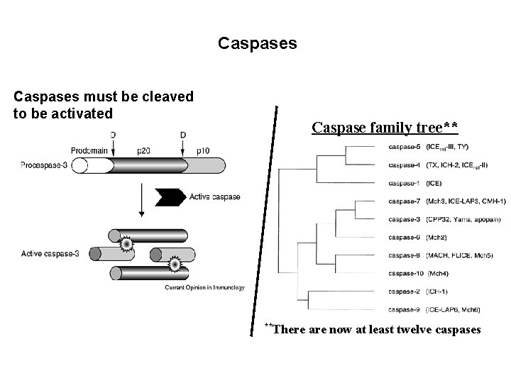 Caspases must be cleaved to be activated Caspase family tree** **There are now at