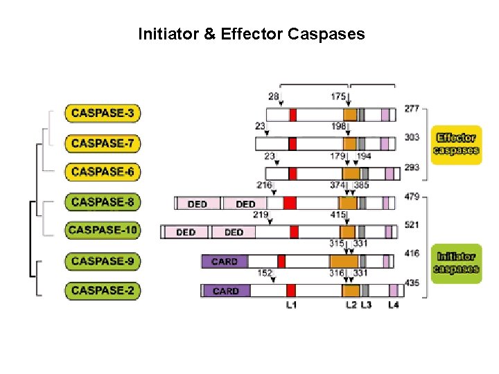 Initiator & Effector Caspases 