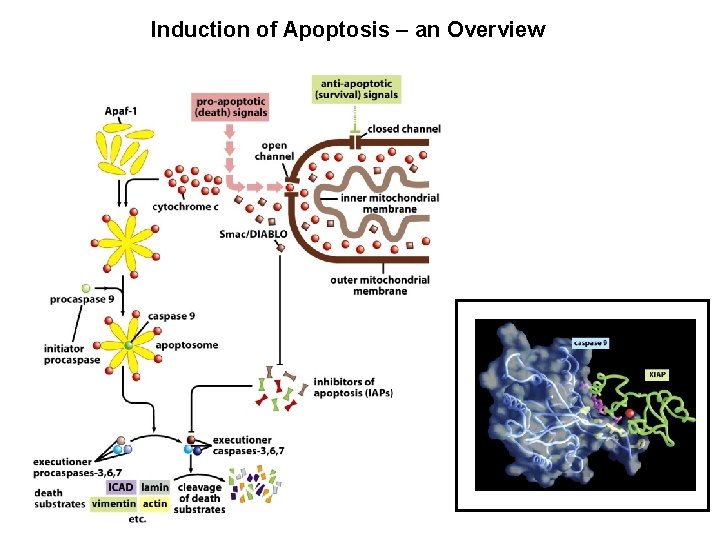 Induction of Apoptosis – an Overview 