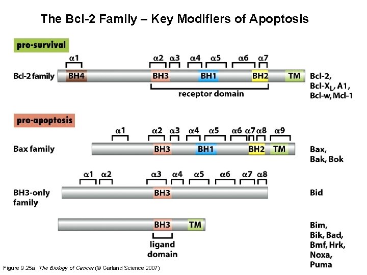The Bcl-2 Family – Key Modifiers of Apoptosis Figure 9. 25 a The Biology