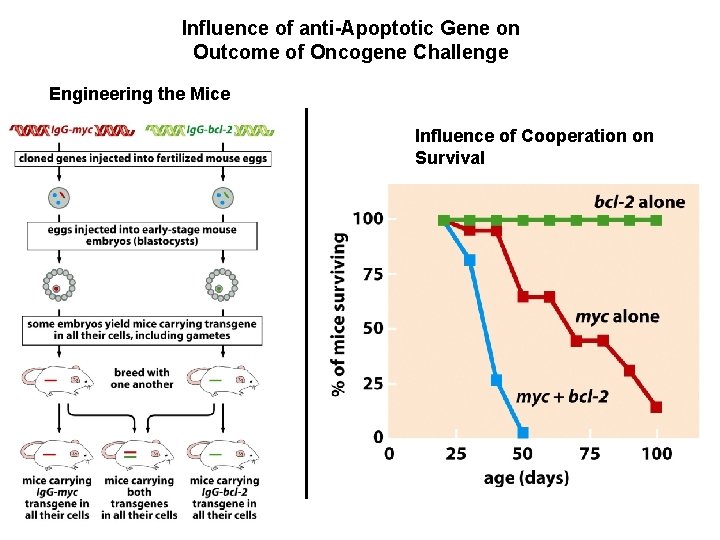 Influence of anti-Apoptotic Gene on Outcome of Oncogene Challenge Engineering the Mice Influence of